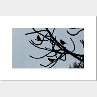 Sparrows Birds Tree Bare Branches Silhouette Posters and Art
